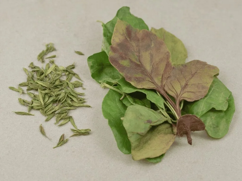 camellia Sinensis Varieties